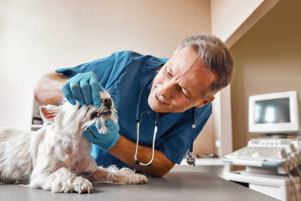 Best Tooth Infection Emergency Dentist  in Shattuck, OK